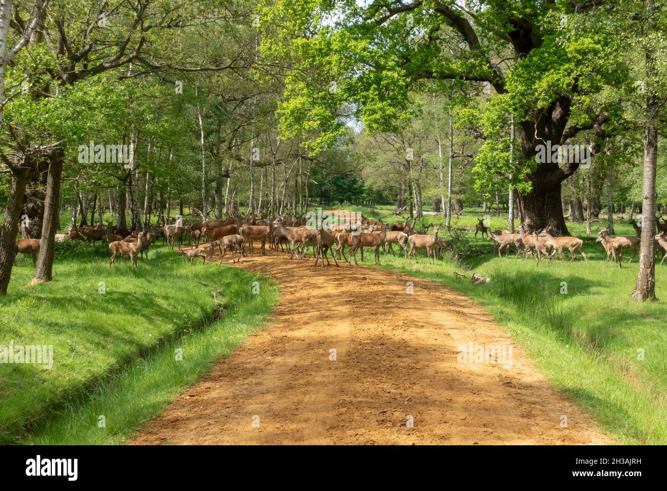Un gregge di cervi rossi ai margini del Windsor Great Park, Regno Unito. Foto Stock