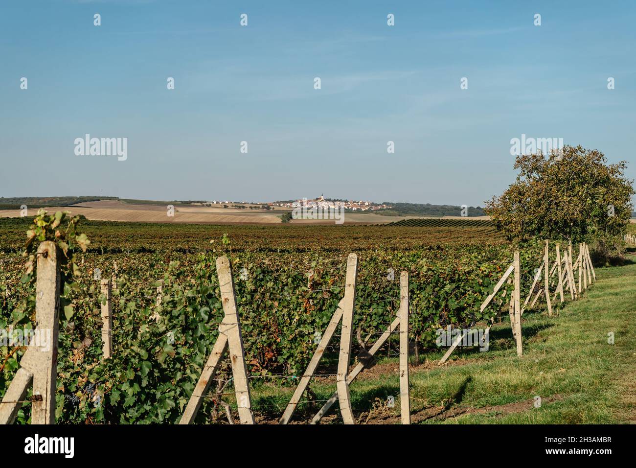 Vigneto autunno paesaggio in Moravia sud, Repubblica Ceca. Filari di vitigni Vigna, cielo blu, piccolo villaggio in background.Winemaking concetto. Foto Stock