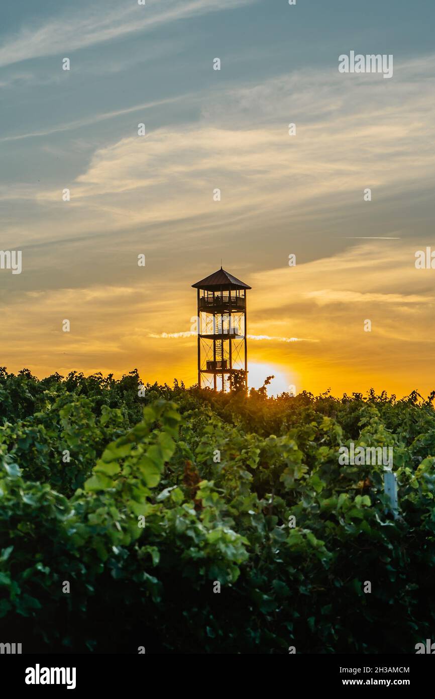 Autunno vigneti, Palava regione, Moravia del Sud, Repubblica Ceca. Paesaggio rurale al tramonto, vista panoramica del vigneto e torre di osservazione Majak.Czech Foto Stock