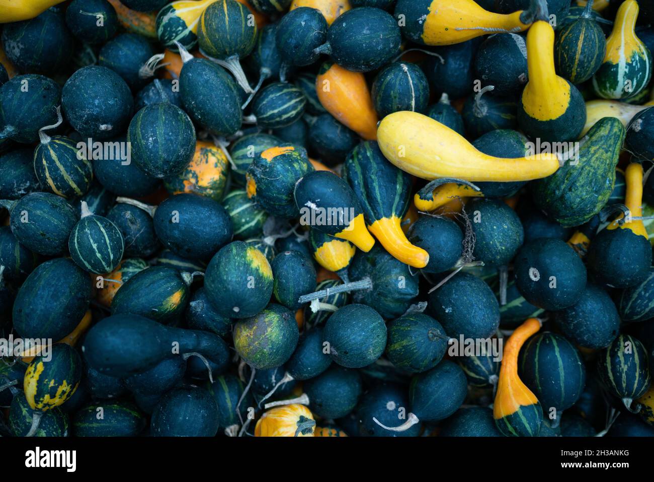 molte zucche blu e gialle Foto Stock
