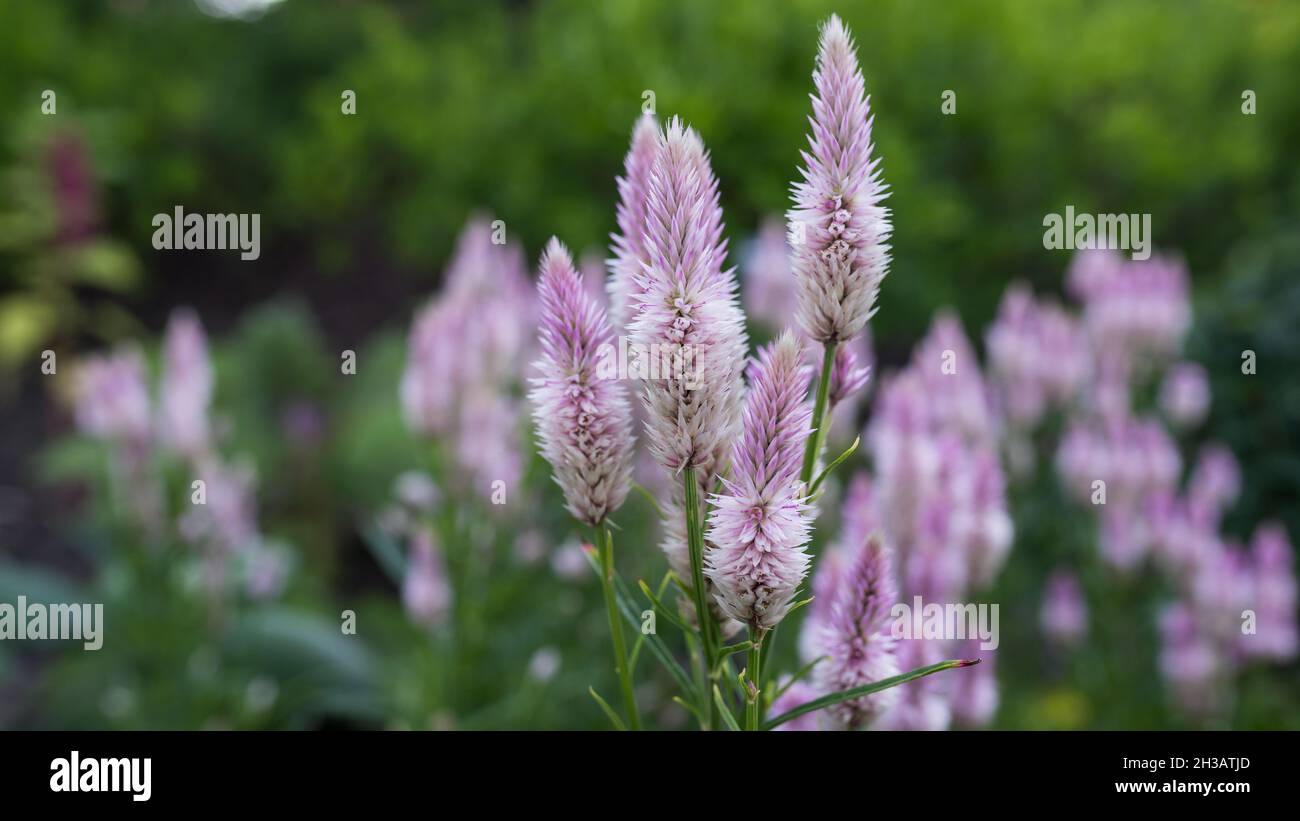 Dettagli, primo piano di un grano Celosia Flamingo Feather Foto Stock