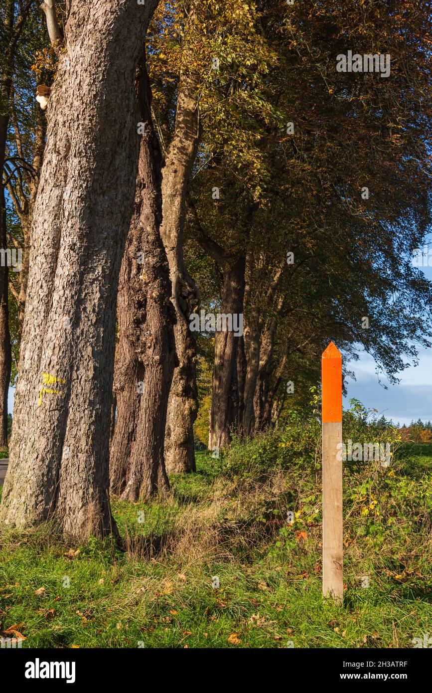 Bäume an einer Straße in Schleswig-Holstein im herbstlichem Farbkleid Foto Stock