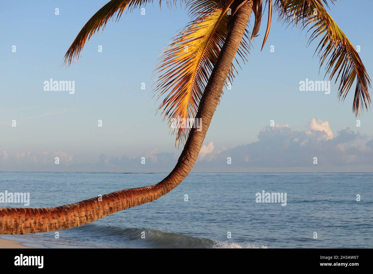 Palme da cocco sullo sfondo dell'oceano e del cielo del mattino. Spiaggia tropicale, vacanza sulla costa del paradiso Foto Stock