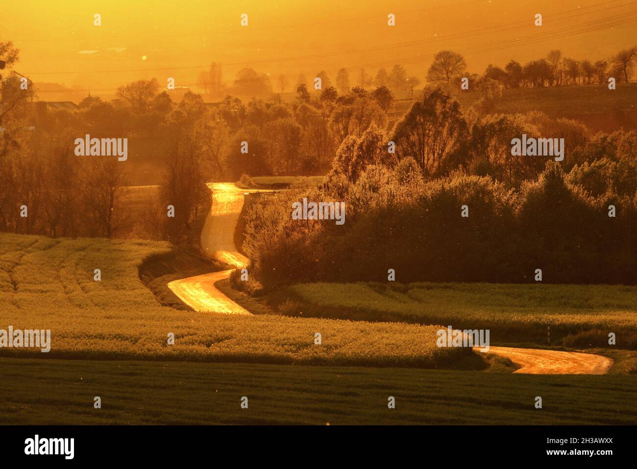 Strada di campagna in bella luce del tramonto dorato attraverso campi agricoli con insetti dorati scintillanti, Eifel, Germania Foto Stock