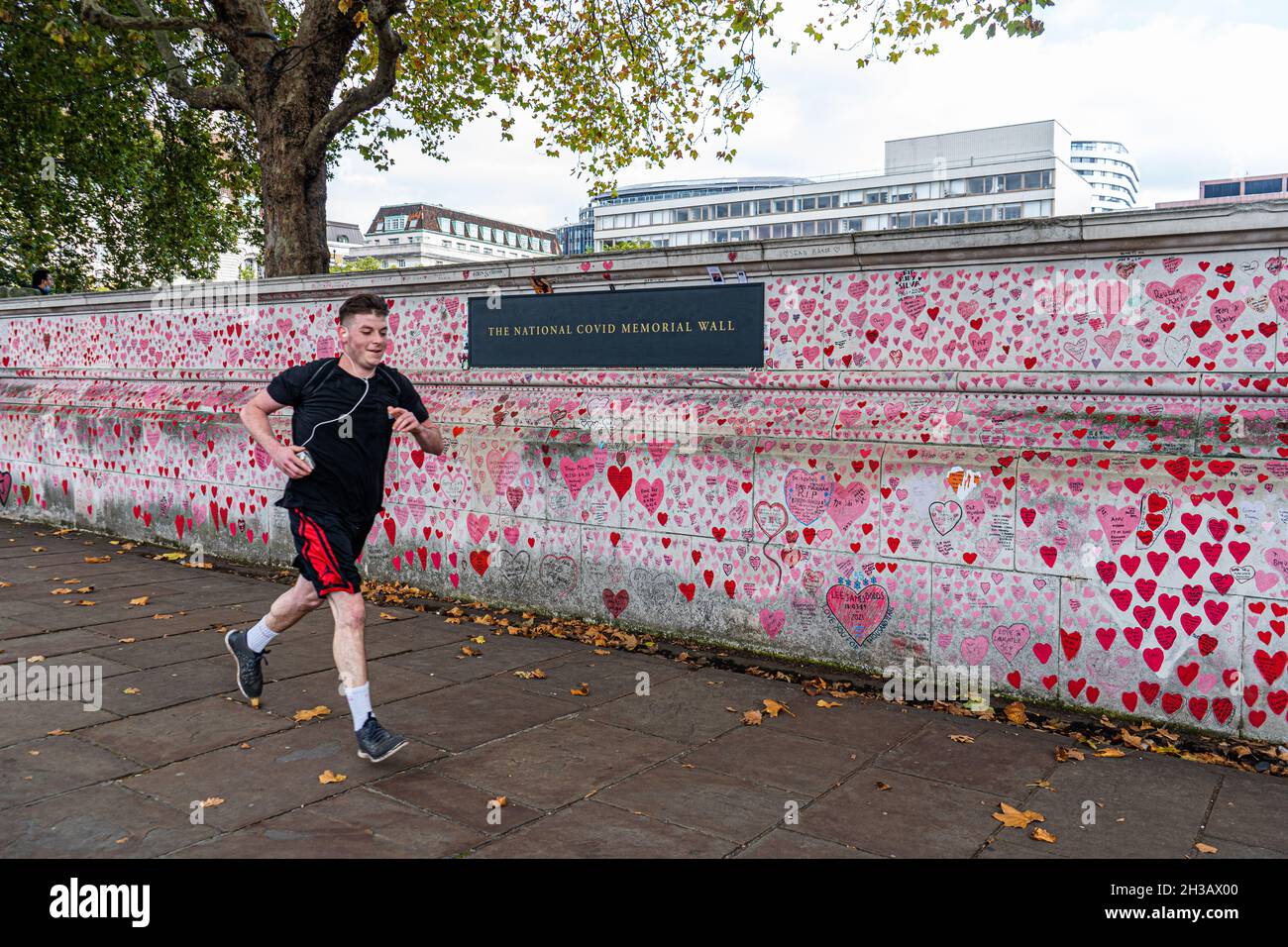 LONDRA, REGNO UNITO. 27 Ott 2021. Un uomo che corre lungo la cinta parete commemorativa nazionale con i cuori dipinti a mano delle vittime covide. I casi giornalieri di Covid in tutto il Regno Unito sono diminuiti per il terzo giorno di fila e i ricoveri ospedalieri hanno plateaued, dopo un'impennata di 18 giorni secondo i dati ufficiali del Dipartimento della Salute. Credit: amer Ghazzal/Alamy Live News Foto Stock