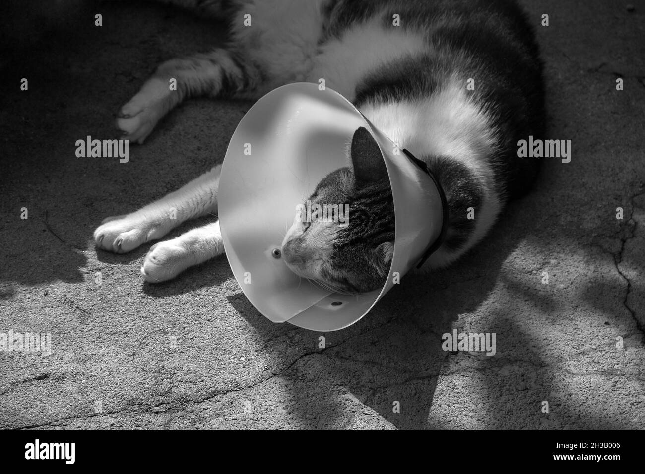 Un gatto tabby, sdraiato a terra, con un cono protettivo. Immagine in bianco e nero. Foto Stock
