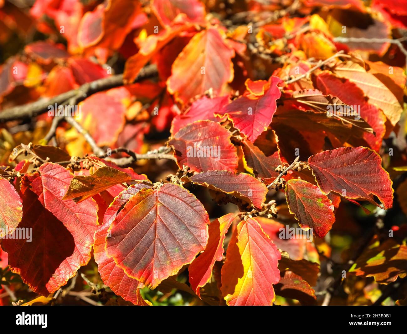 Foglie rosse di un faggio europeo Foto stock - Alamy