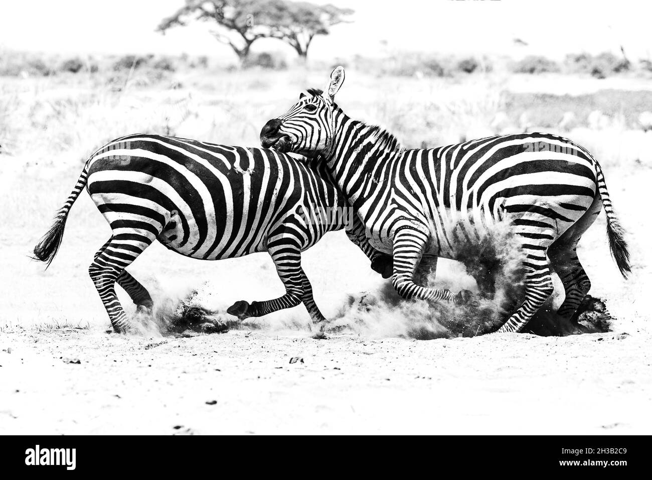 Due zebre si combattono e si mordono nel parco nazionale Foto Stock