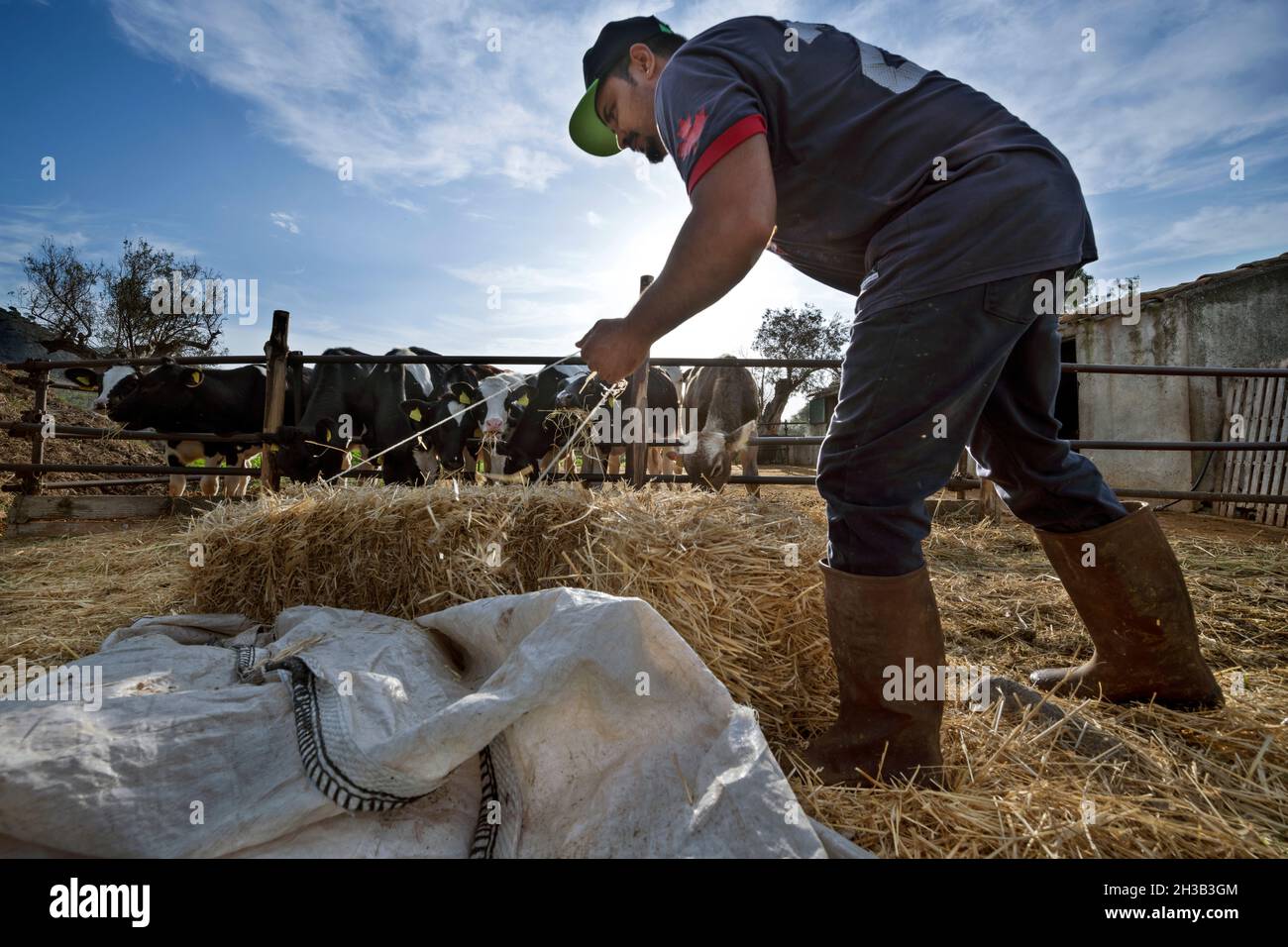 Azienda agricola, Locri (RC), Calabria, Italia Foto Stock