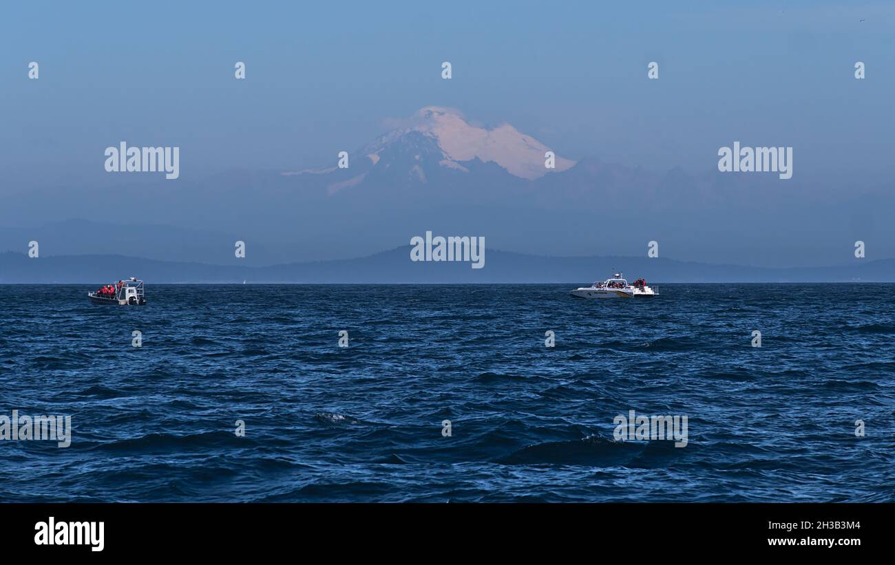 Barche per l'avvistamento delle balene nelle acque dello stretto di Juan de Fuca tra l'Isola di Vancouver e la Penisola Olimpica con il Monte Rainer. Foto Stock