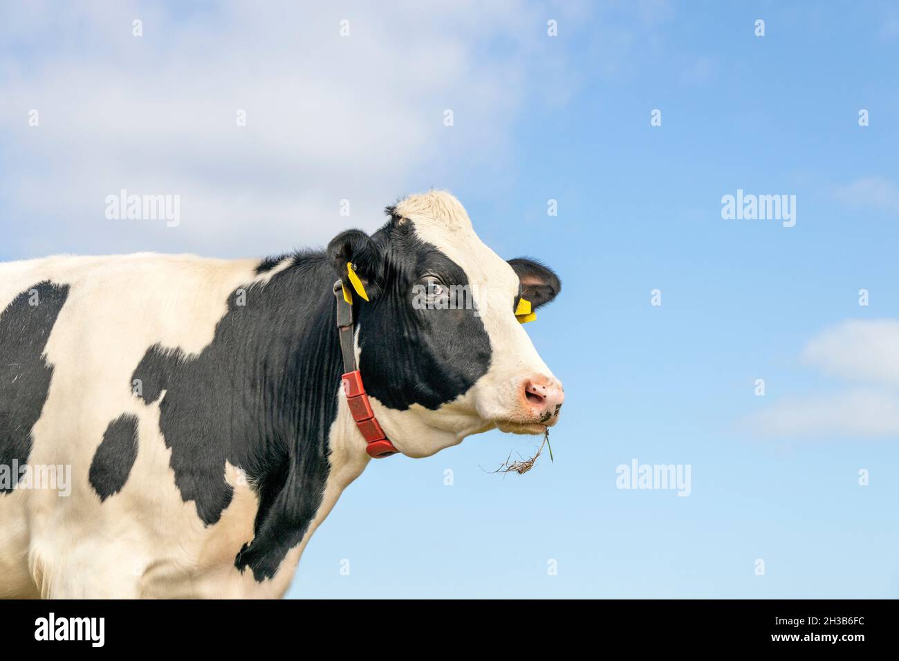 Testa di mucca medio colpo, guardando frolic, un bovino grazioso con le etichette dell'orecchio gialle, osservando le lame di masticazione amichevoli dell'erba, bianco e nero e backgr blu Foto Stock