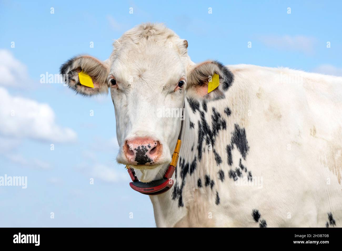 Vacca bianca con macchie nere, pelliccia macchiata dall'aspetto dalmata, bianco e nero, naso rosa, carino e amichevole Foto Stock