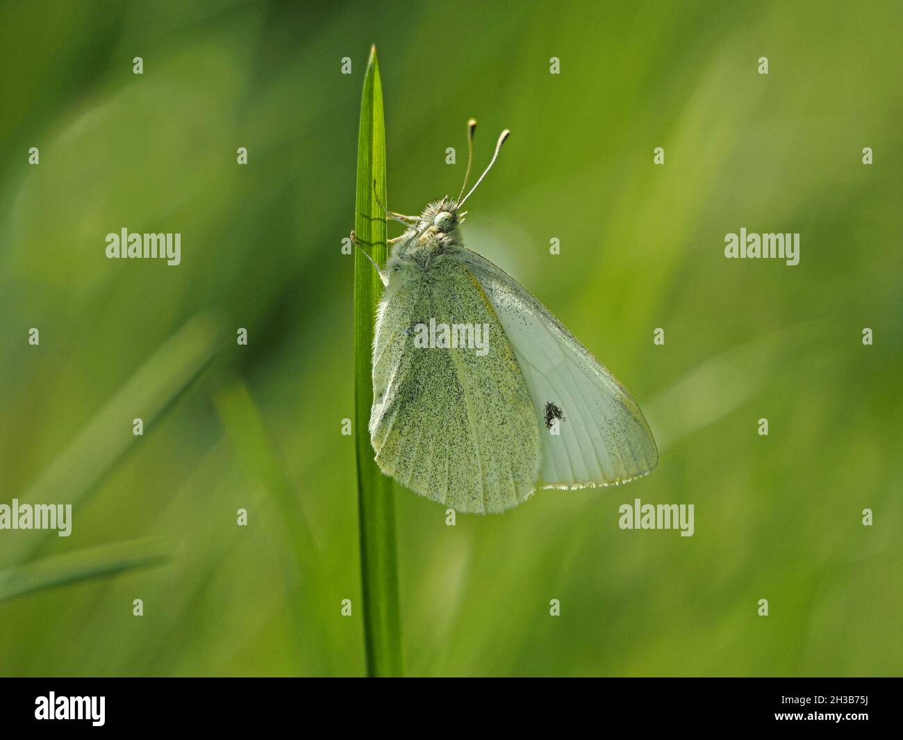 Retroilluminazione su piccola farfalla bianca (Pieris rapae) che riposa con ali chiuse su una lama di erba in Cumbria, Inghilterra, Regno Unito Foto Stock