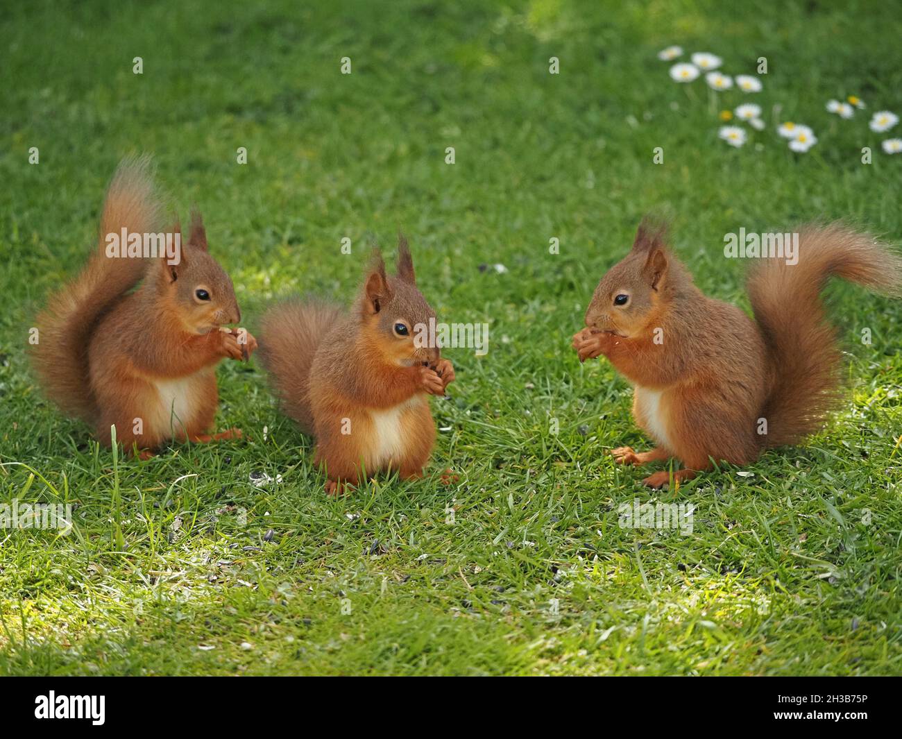 Triplette di scoiattolo - tre simpatici kit giovane di scoiattolo rosso (Sciurus vulgaris) con le orecchie ondeggianti le code soffici che si nutrono insieme in Cumbria, Inghilterra, Regno Unito Foto Stock