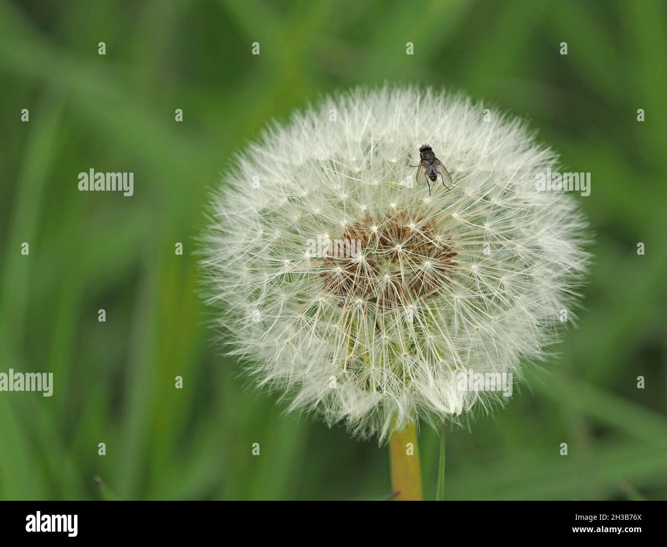 Volare che riposa su semi bianchi soffici di una testa di mare sferica o orologio di Dandelion (Taraxacum officinale) contro sfondo verde in Cumbria, Inghilterra, Regno Unito Foto Stock