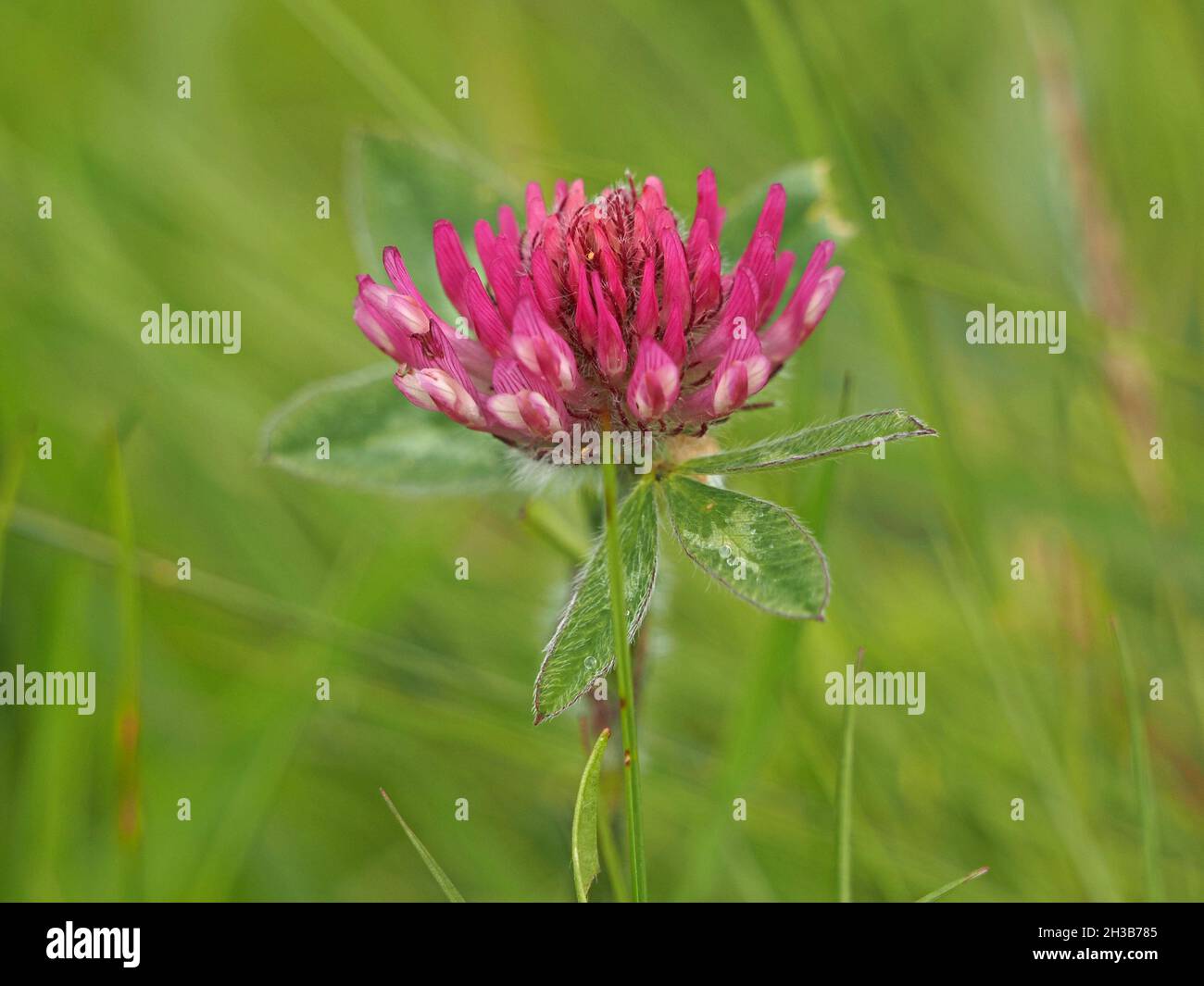 Flower of Red Clover (Trifolium pratense) Cumbria, Inghilterra, Regno Unito Foto Stock