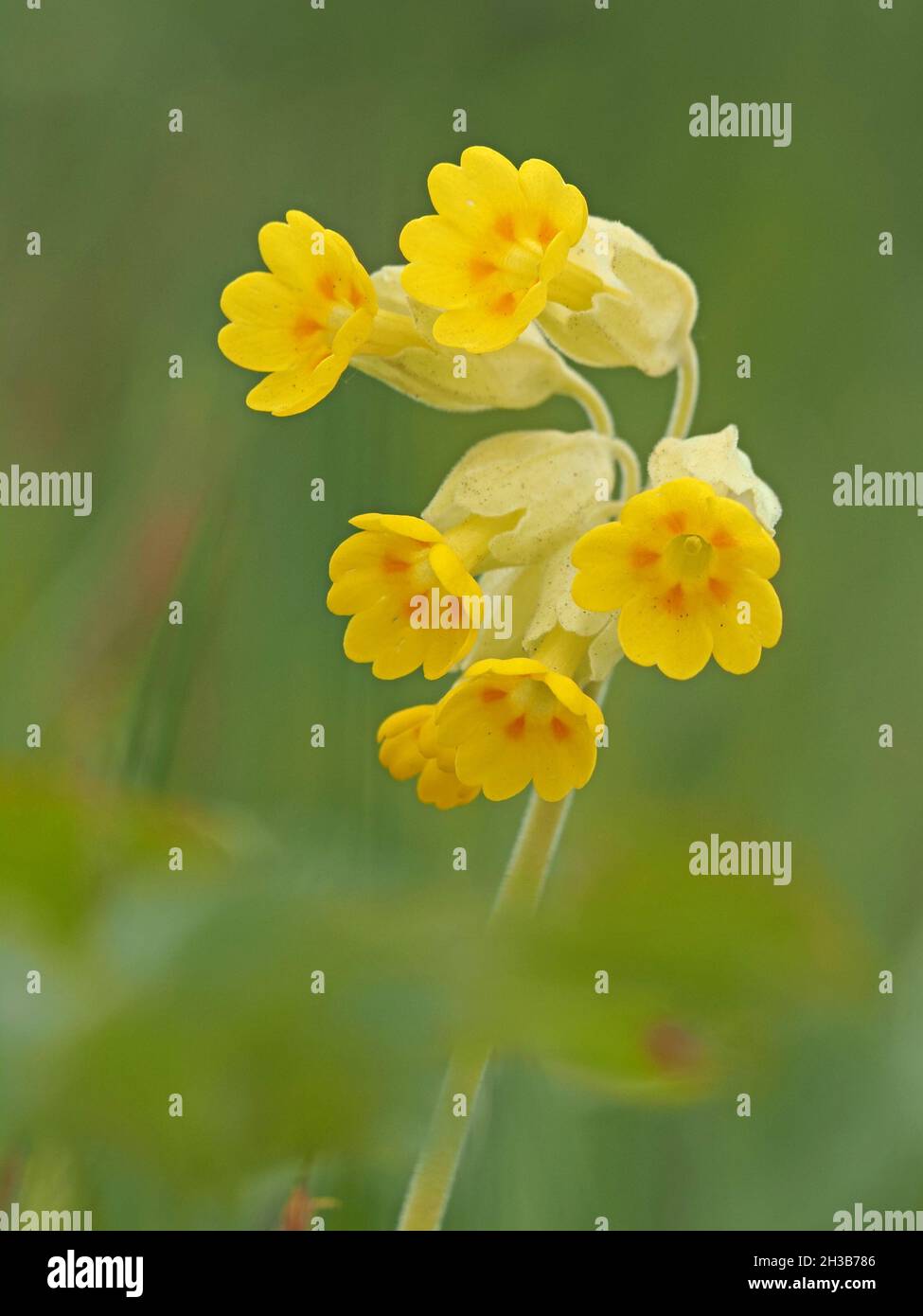 Cluster di fiori di primavera giallo brillante di Primula veris, cowslip, cowslip comune, o cowslip primrose, un erbaceo perenne in Cumbria, Inghilterra, Regno Unito Foto Stock
