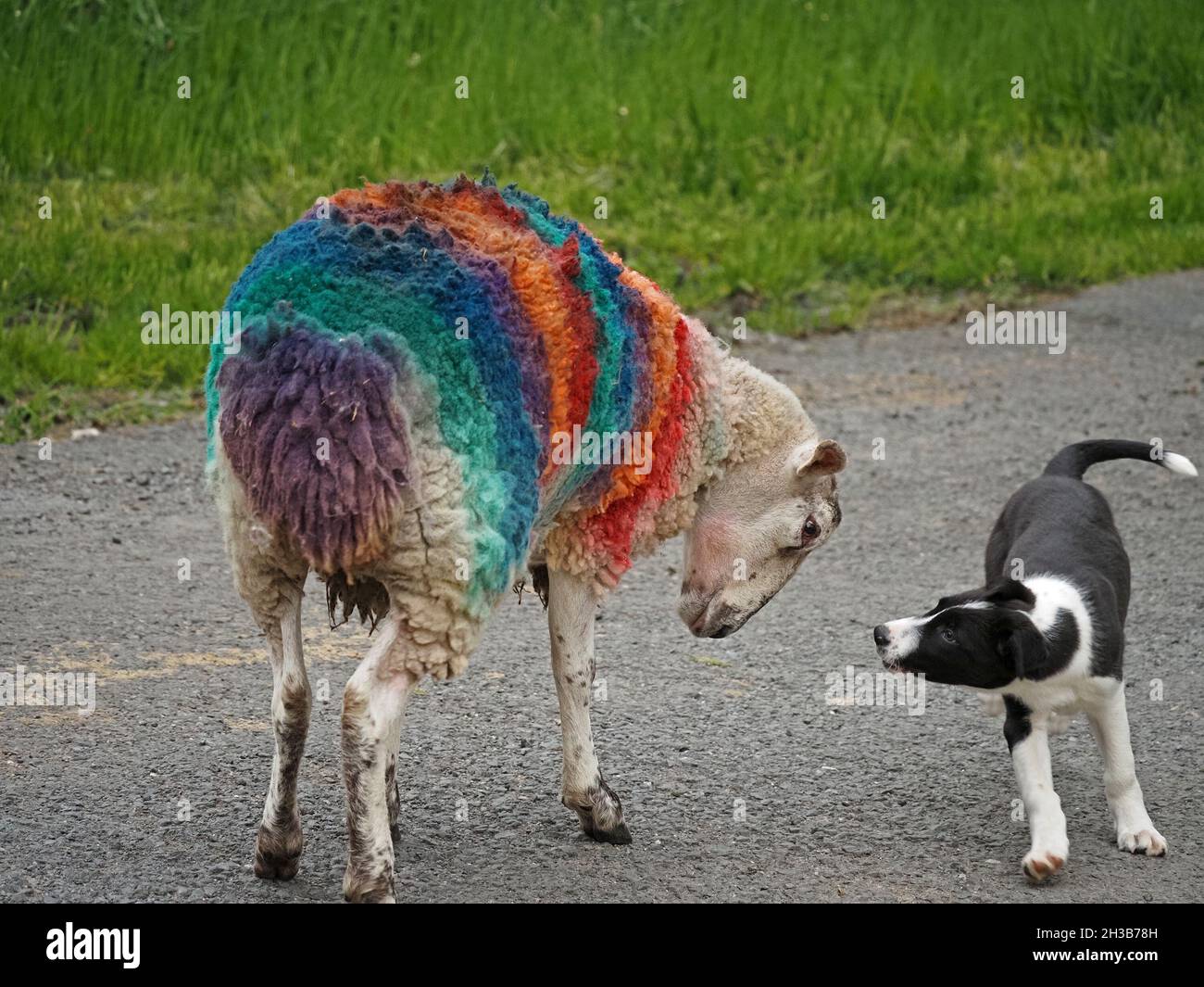 Bizzarra partnership - pecora animale domestico con vello tinto in colori arcobaleno luminoso giocando con piccolo cucciolo di cane da pecora su corsia rurale in Cumbria, Inghilterra, Regno Unito Foto Stock