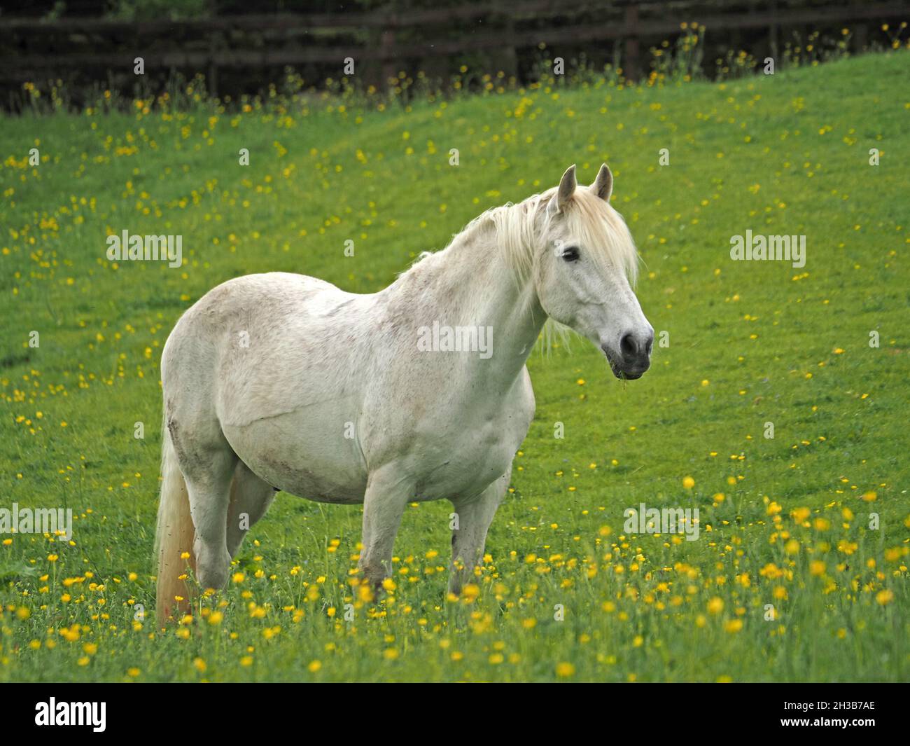 L'elegante White Horse pone il ginocchio in profondità nelle farfalle in prato erboso in Cumbria, Inghilterra, Regno Unito Foto Stock