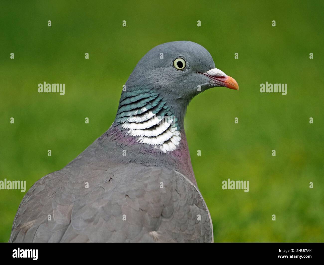 Guarda la birdie - ritratto del profilo di Pigeon di legno (Columba Palumbus) occhio di barba e lucentezza metallizzata al piumaggio del collo verde e rosa - Cumbria, Inghilterra, Regno Unito Foto Stock