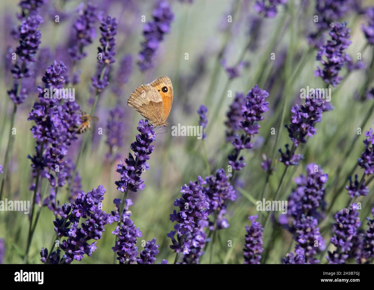 Gatekeeper / Hedge Brown, Pyronia tithonus, farfalla sulla lavanda in giardino Foto Stock