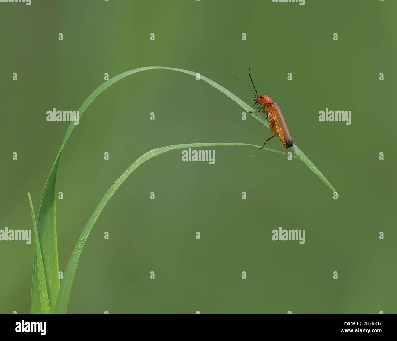 Comune soldato rosso Beetle, Rhagonycha fulva, in erba, lancashire, Regno Unito Foto Stock