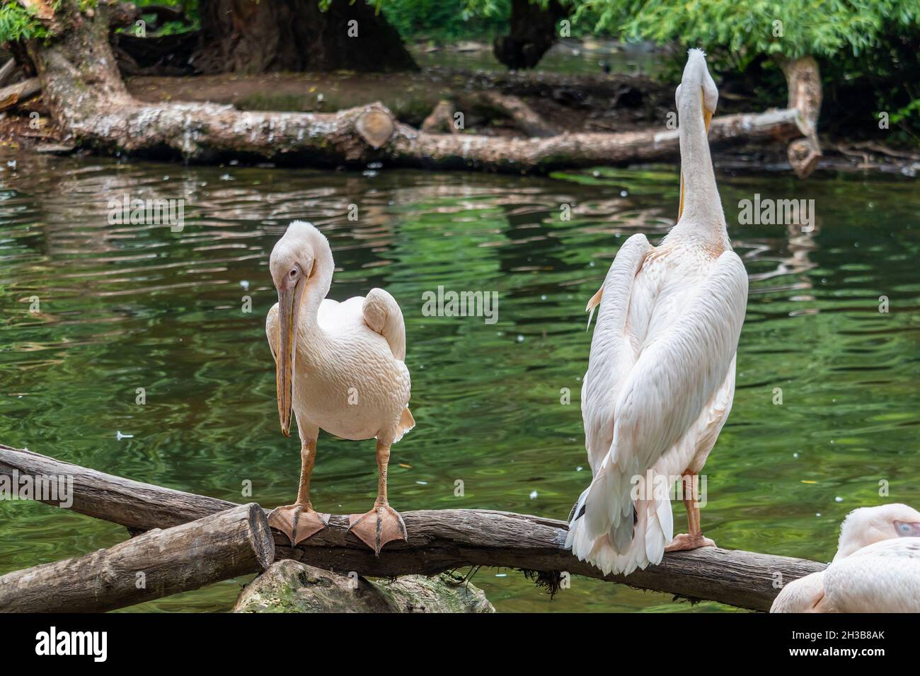 Grande pelican bianco - uccelli acquatici in piedi su un ceppo sulla riva di un fiume Foto Stock