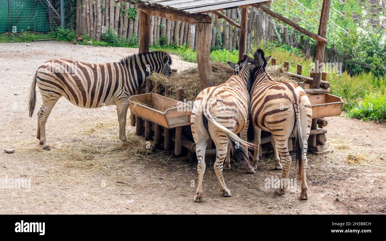 zebra in zoo - zebre a strisce bianche e nere che si nutrono al feeder Foto Stock