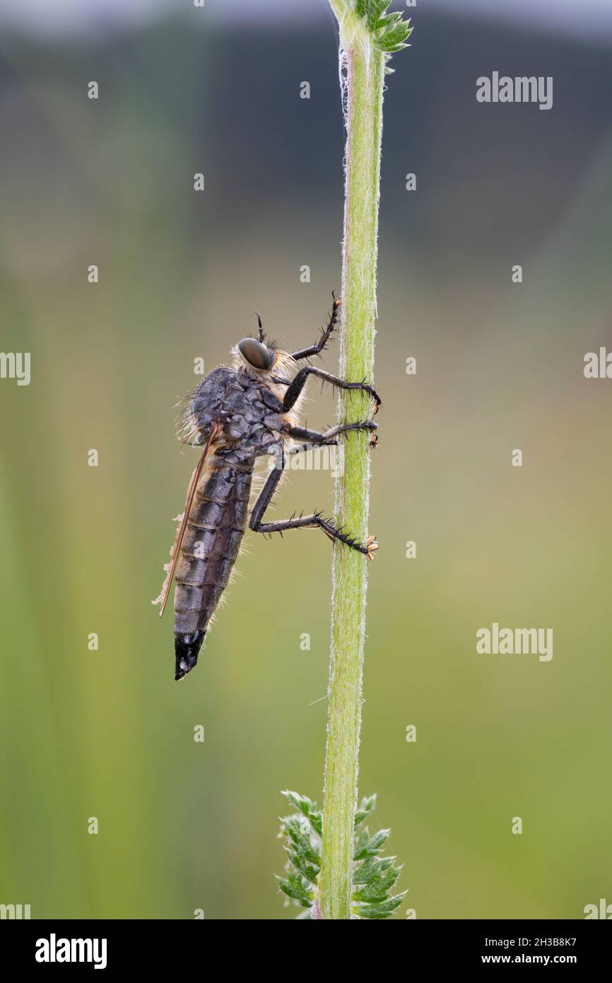 Barbarossafliege, Barbarossa-Fliege, Barbarossa-Raubfliege, Raubfliege, Weibchen, Eutolmus rufibarbis, femmina, Robberfly a schede dorate, robberfly, rob Foto Stock