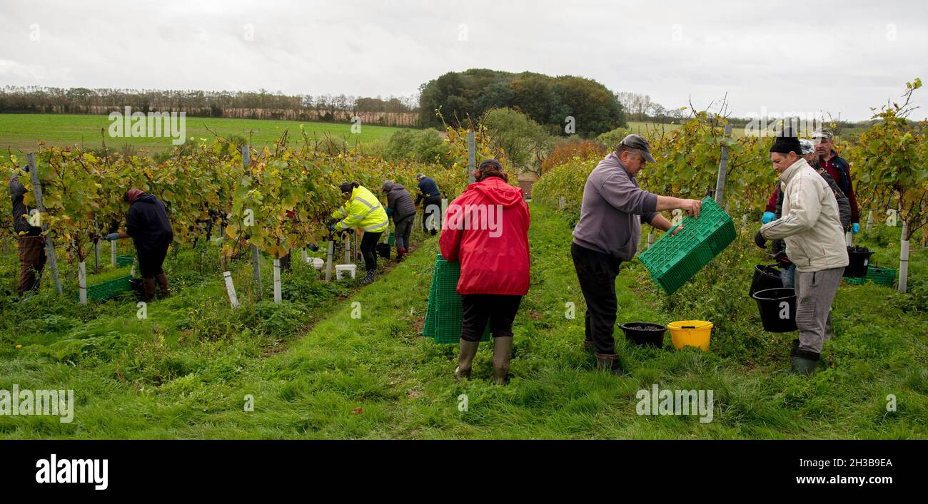 Leckford, Hampshire, Inghilterra, Regno Unito. 2021 ottobre. Lavoratori rumeni che raccolgono uve Pinot Nero in un vigneto in Hampshire su un umido coperto e nuvoloso d Foto Stock