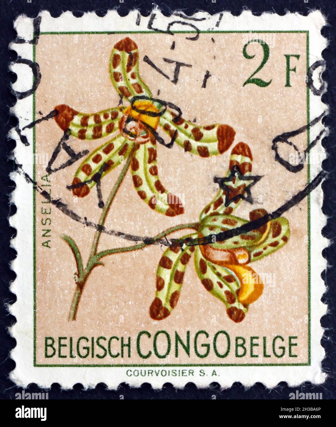 CONGO BELGA - CIRCA 1952: Un francobollo stampato in Congo Belga mostra leopardo Orchid, Ansellia Africana, pianta da fiore, circa 1952 Foto Stock