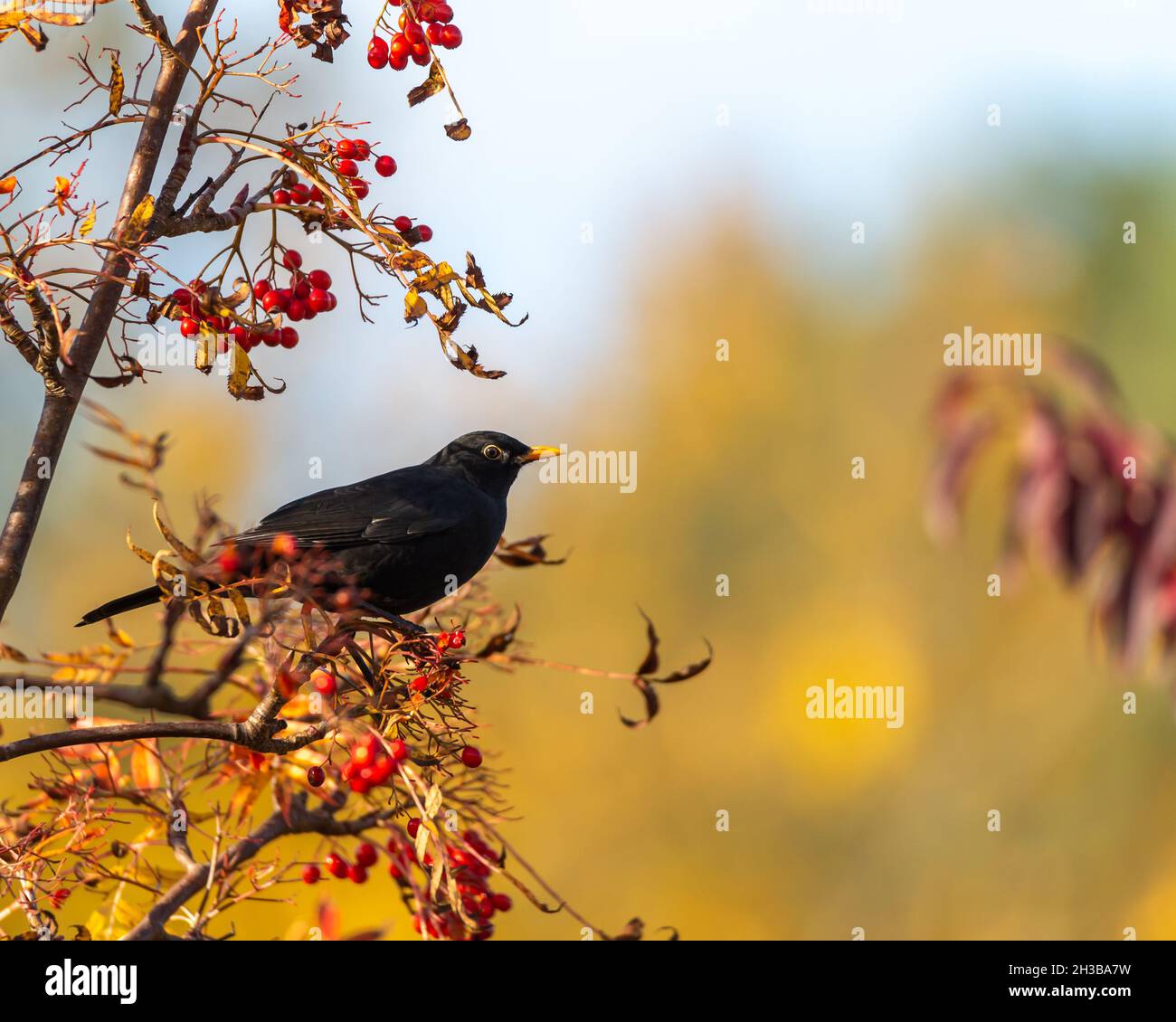 Comune blackbird siede su un ramo con bacche rosse. Foto Stock