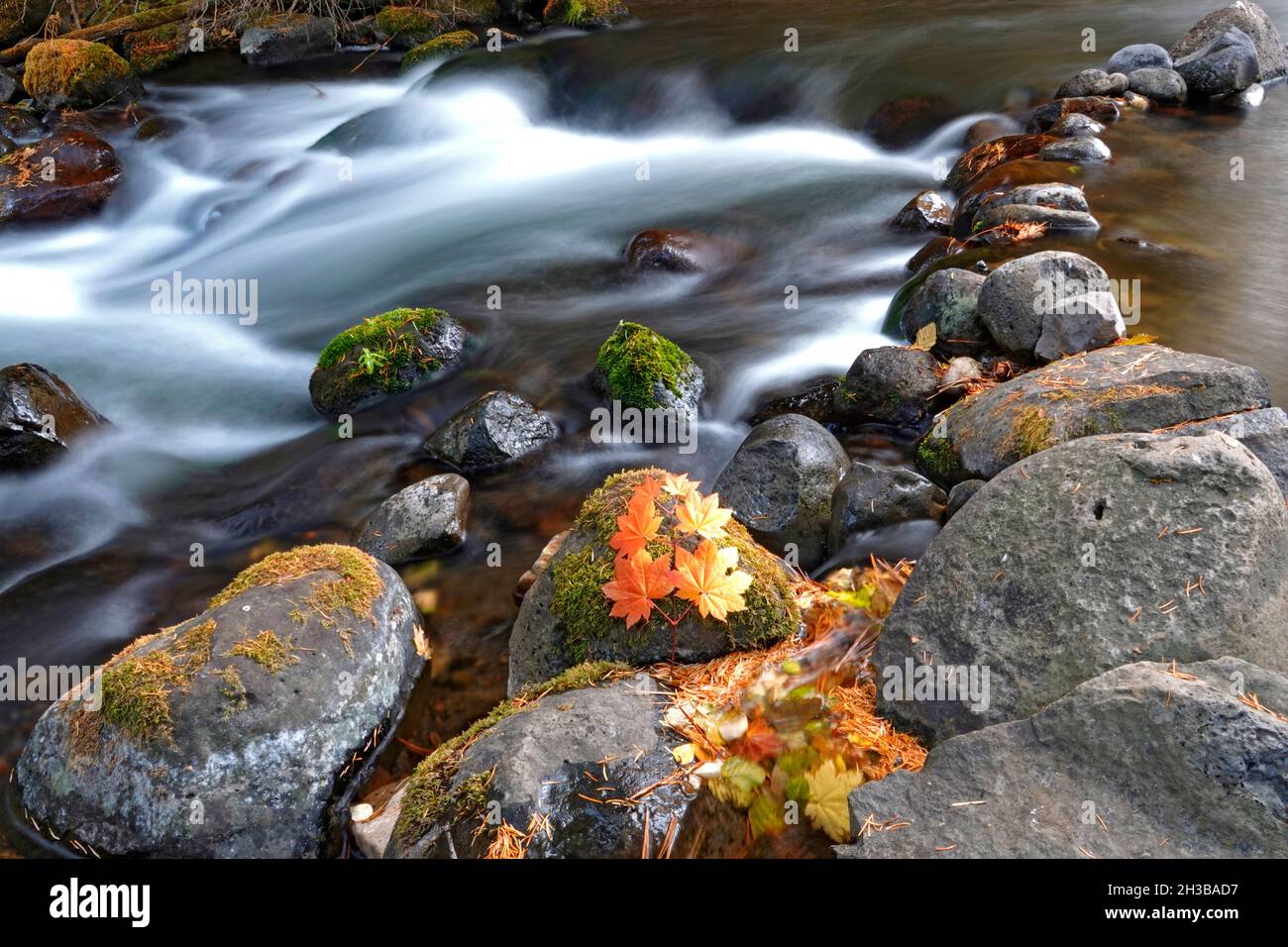 Foglie di acero di vite che giacciono sul bordo di un torrente di montagna nel mese di ottobre, nelle Cascade Mountains dell'Oregon centrale. Foto Stock