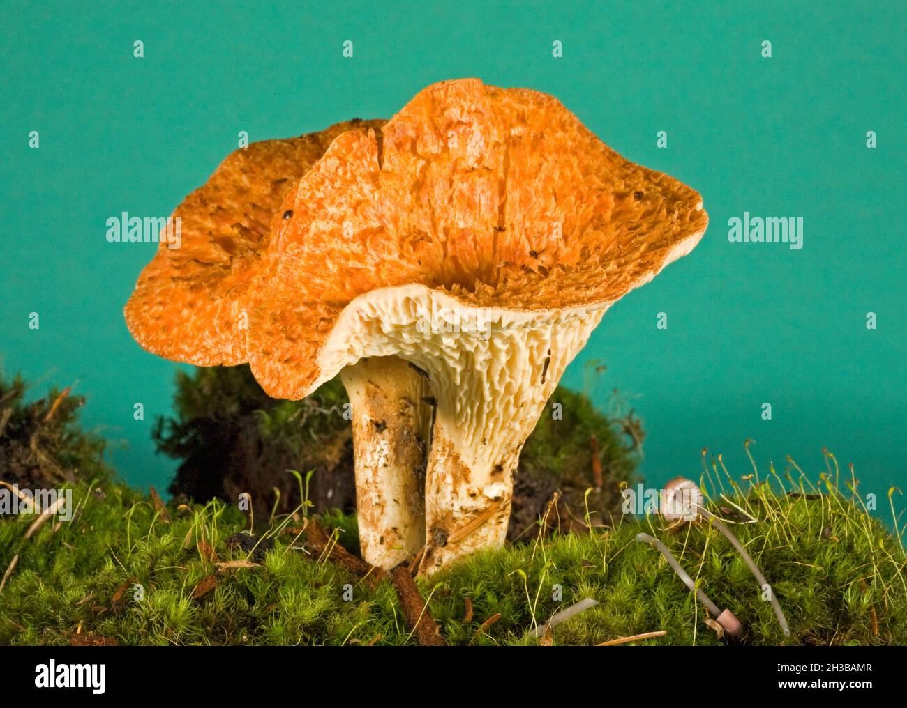 Particolare di un Wooly Chanterelle, Gomphus floccosus, che cresce in una foresta di pino/abete/abete rosso nelle Cascade Mountains dell'Oregon centrale. Non commestibile. Foto Stock