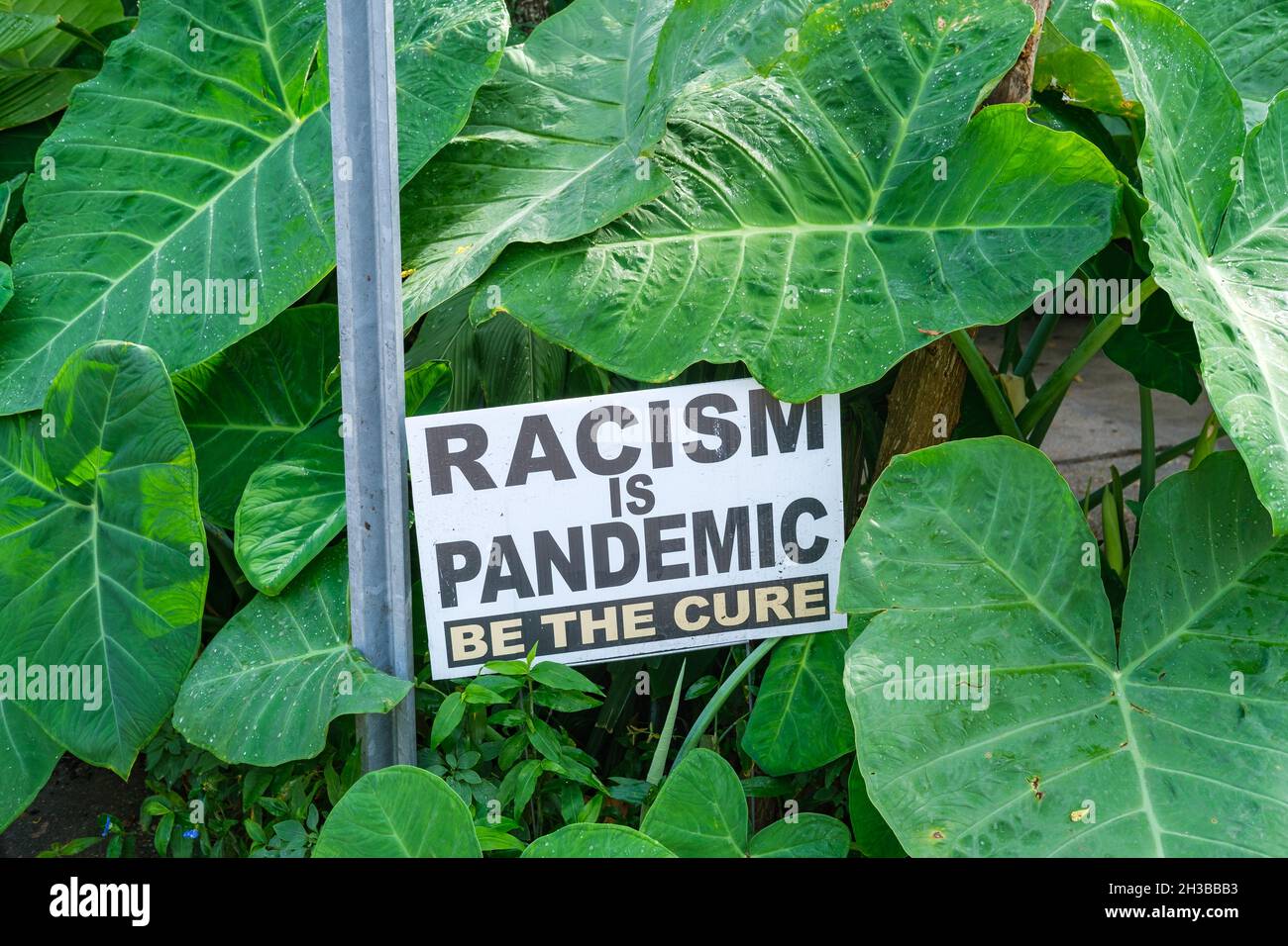 Il razzismo è segno pandemico fra le piante dell'orecchio dell'elefante nel giardino Foto Stock