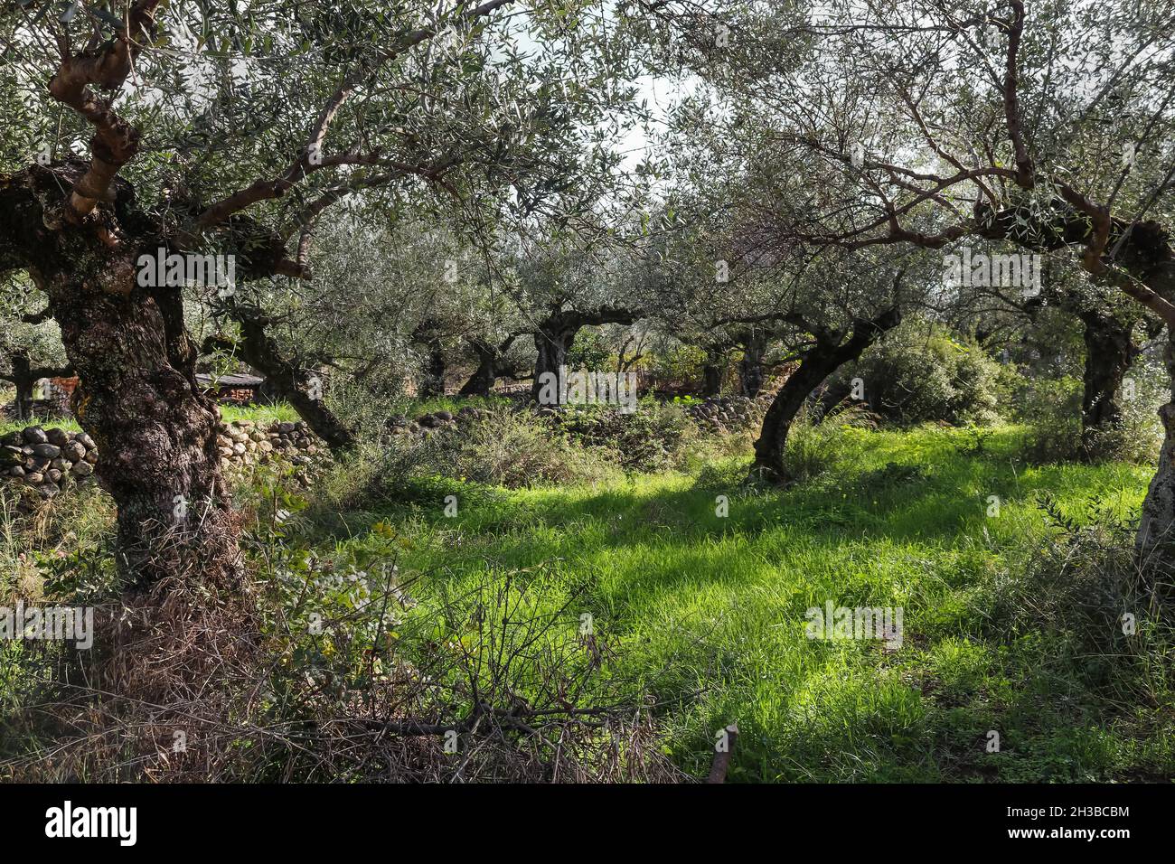 Antico oliveto in Grecia con alberi gnarlati e pareti in pietra tumbled e un basso edificio in lontananza Foto Stock