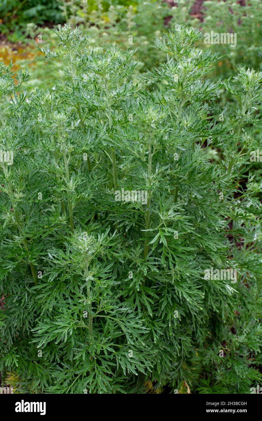 Collezione botanica, foglie verdi giovani di Artemisia abinthium wormwood, assenzio, mugwort, wermout specie velenose di Artemisia, piante ornamentali Foto Stock