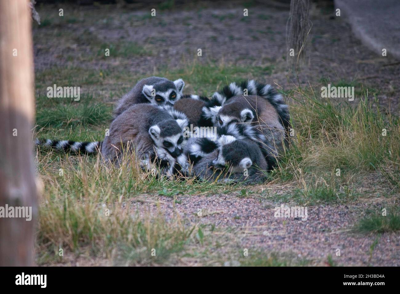 i lemuri di furry si trovano insieme, le code puffy striate si scaldano l'un l'altro Foto Stock