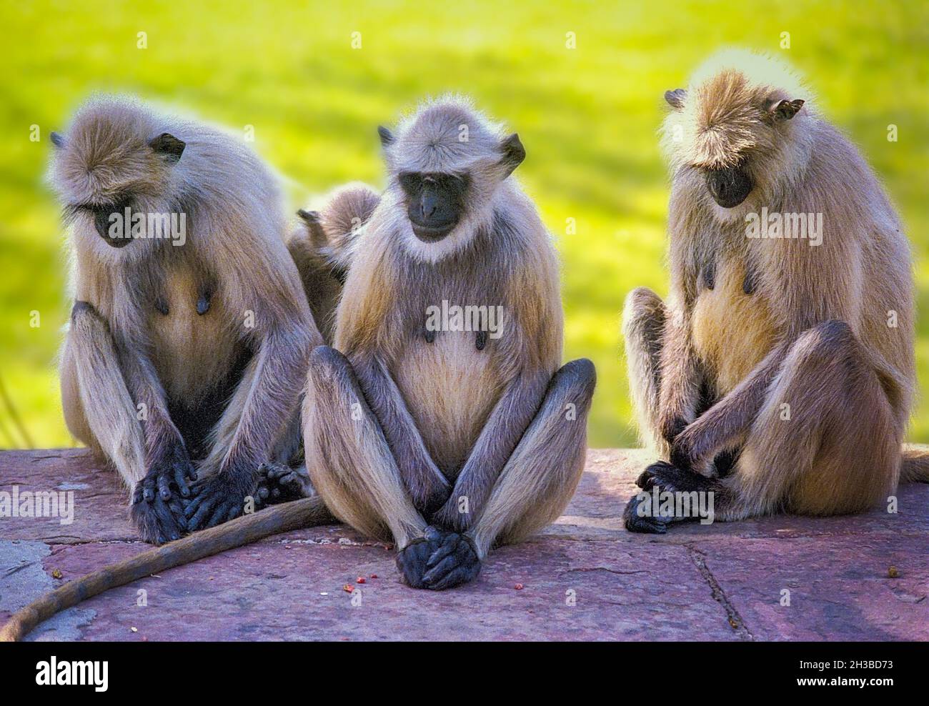 Tre scimmie langur saggiamente seduti su una panchina di pietra in un parco in India Foto Stock