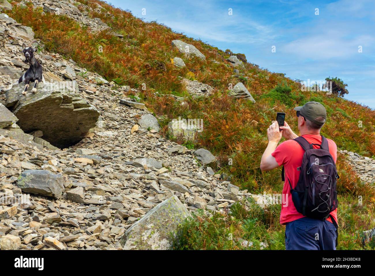 Turista fotografando la capra selvaggia alla Valle delle rocce vicino a Lynmouth nel parco nazionale di Exmoor Devon nord Inghilterra Regno Unito Foto Stock