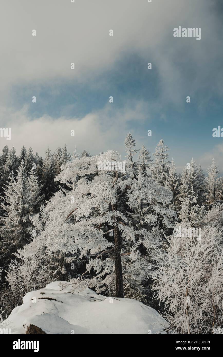 Rami di alberi coperti di neve Foto Stock