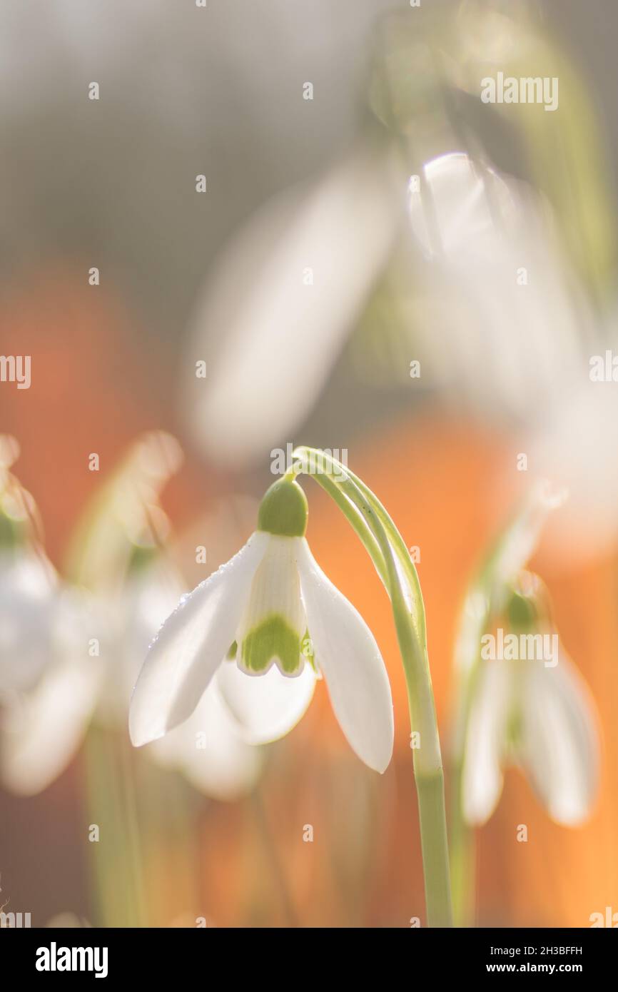 Galanthis nivalis, fiore di goccia di neve in primo piano Foto Stock