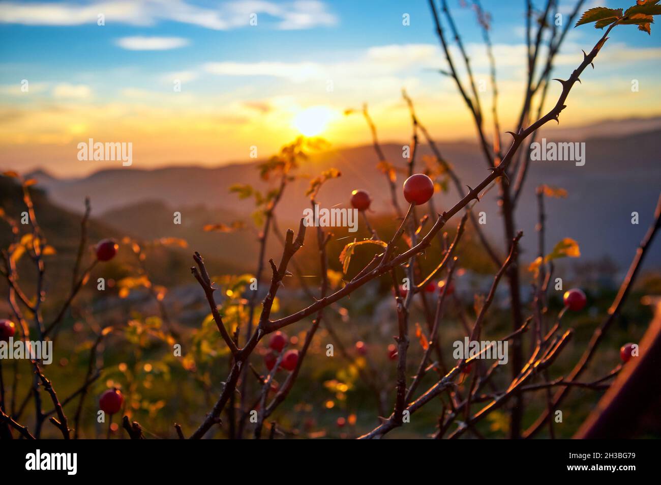 Frutti rossi di rosa selvaggia, frutti autunnali di rosa sull'arbusto al tramonto Foto Stock