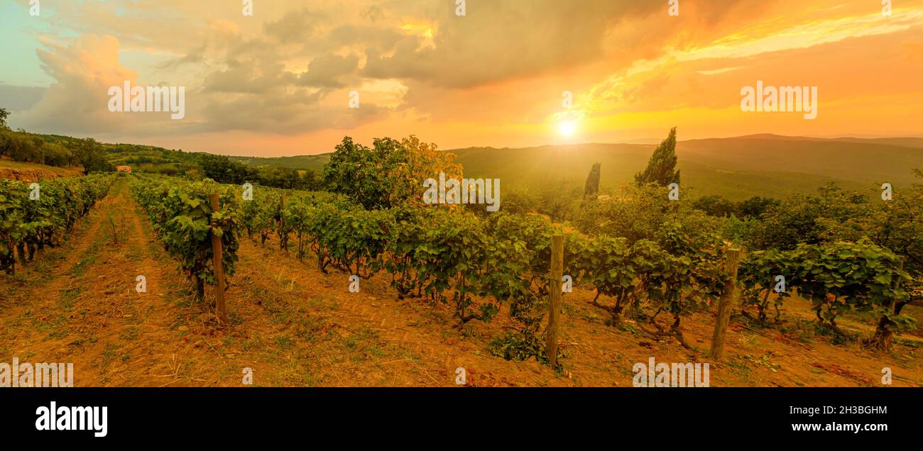 Ampio panorama di vigneti terrazzati nella città viticola di Montalcino nella campagna italiana e appennini toscano-emiliani. Patrimonio vigneti d'Italia Foto Stock