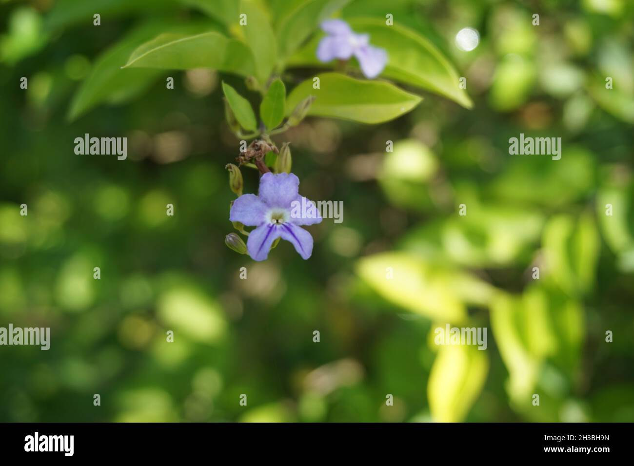 Foglie di cumulo d'oro. Chiamato anche Sinyo nakal, Duranta erecta, teh-tehan, alba, aurea, Ragazza geisha, zaffiro docce e variegata fiore (chiamato anche si Foto Stock