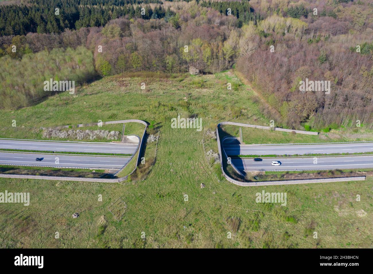 Veduta aerea sopra la fauna selvatica che attraversa / il cavalcavia della fauna / ponte degli animali / viadotto / ponte verde che attraversa una strada in Schleswig-Holstein, Germania Foto Stock