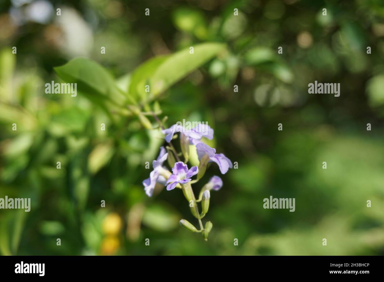 Foglie di cumulo d'oro. Chiamato anche Sinyo nakal, Duranta erecta, teh-tehan, alba, aurea, Ragazza geisha, zaffiro docce e variegata fiore (chiamato anche si Foto Stock