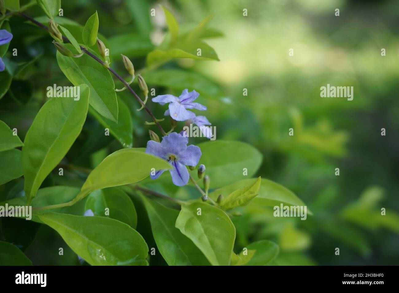 Foglie di cumulo d'oro. Chiamato anche Sinyo nakal, Duranta erecta, teh-tehan, alba, aurea, Ragazza geisha, zaffiro docce e variegata fiore (chiamato anche si Foto Stock