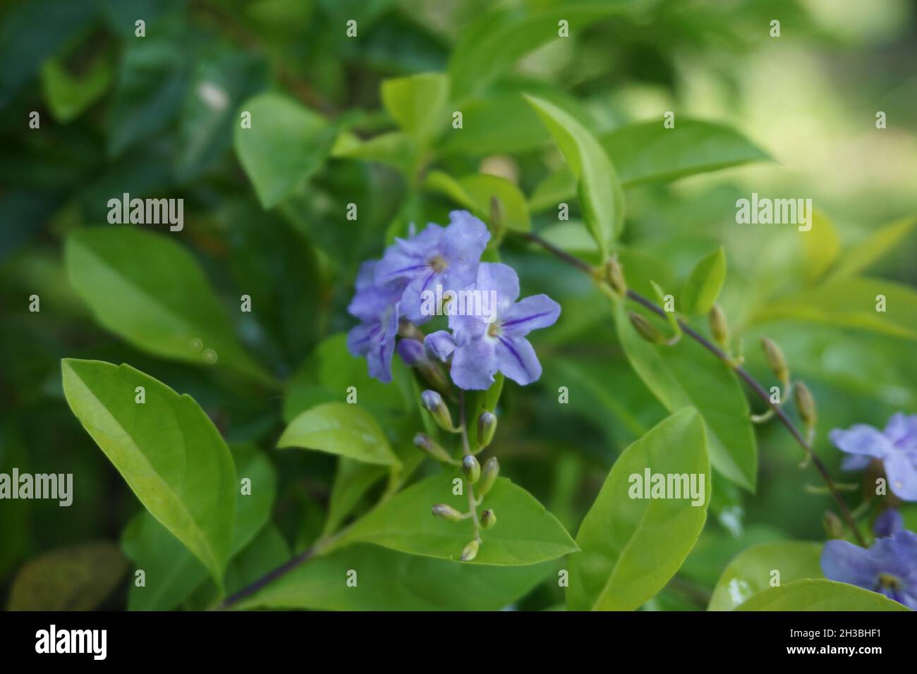 Foglie di cumulo d'oro. Chiamato anche Sinyo nakal, Duranta erecta, teh-tehan, alba, aurea, Ragazza geisha, zaffiro docce e variegata fiore (chiamato anche si Foto Stock
