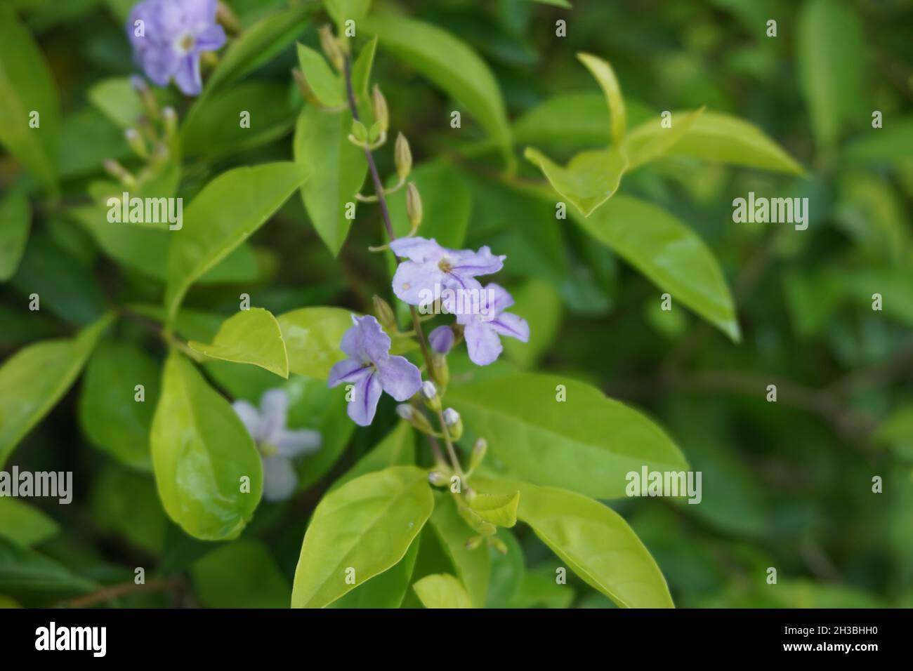 Foglie di cumulo d'oro. Chiamato anche Sinyo nakal, Duranta erecta, teh-tehan, alba, aurea, Ragazza geisha, zaffiro docce e variegata fiore (chiamato anche si Foto Stock